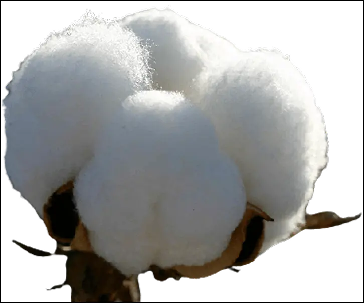 Cotton Decorative 2